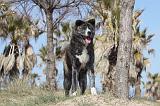 AKITA INU 198